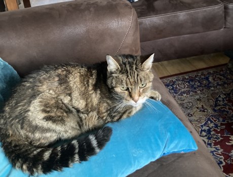 Kat Europese korthaar of huiskat