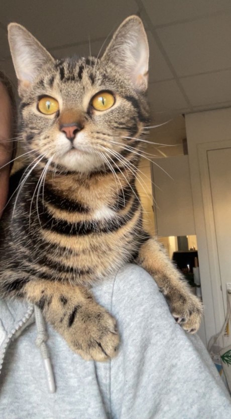 Kat Europese korthaar of huiskat