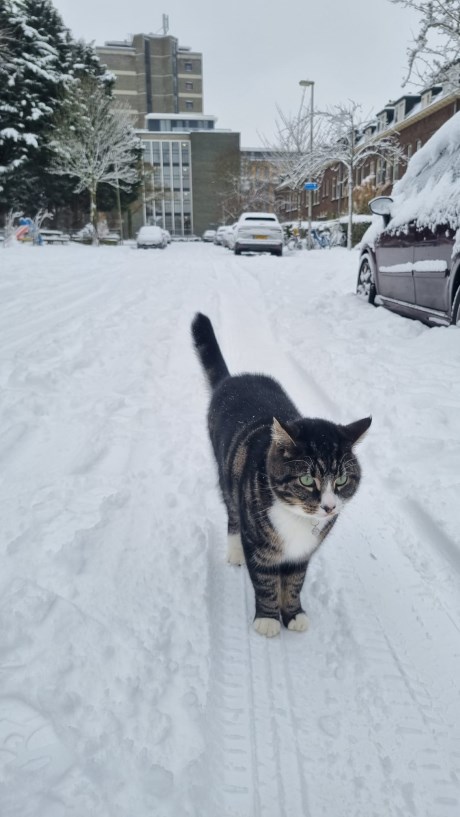 Kat Europese korthaar of huiskat