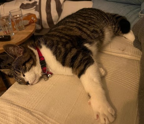 Kat Europese korthaar of huiskat