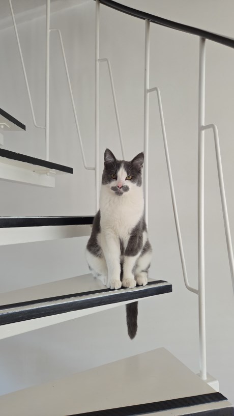 Kat Europese korthaar of huiskat