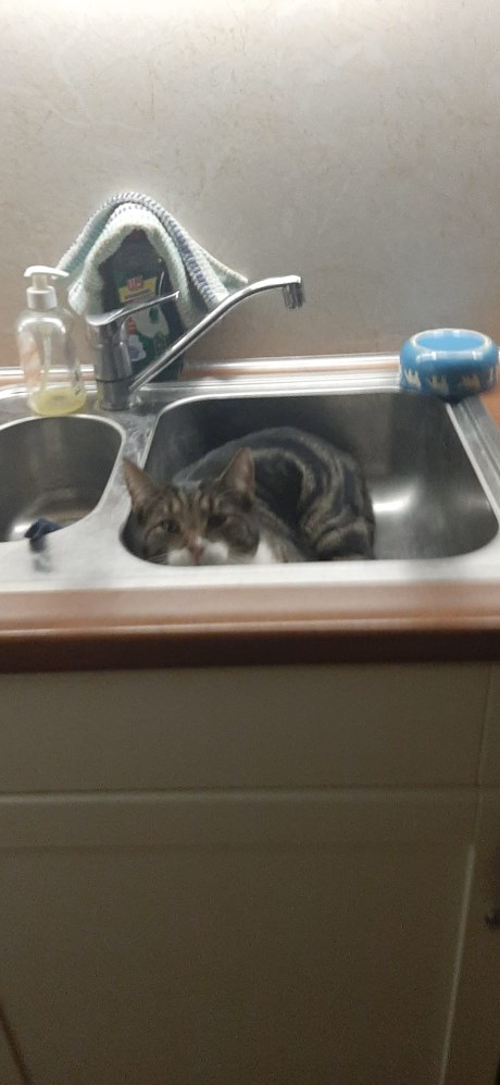 Kat Europese korthaar of huiskat