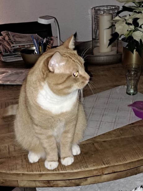 Kat Europese korthaar of huiskat