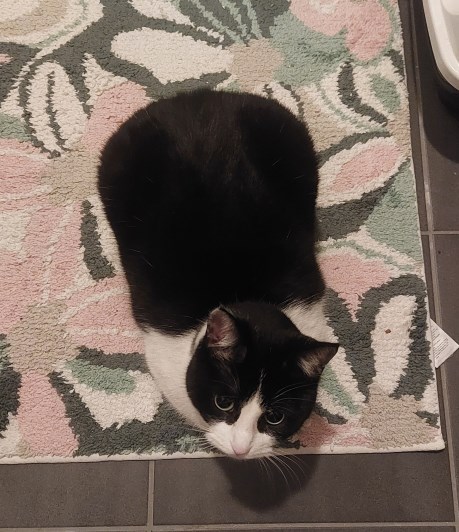 Kat Europese korthaar of huiskat