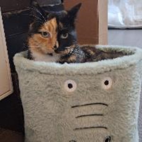 Kat Europese korthaar of huiskat