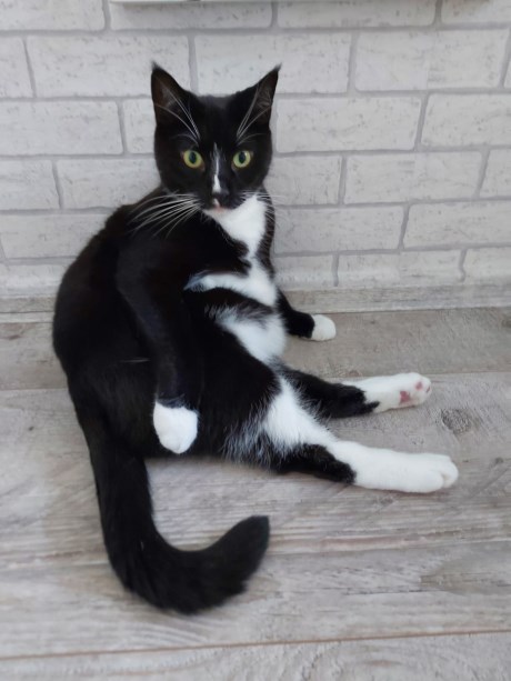 Kat Europese korthaar of huiskat