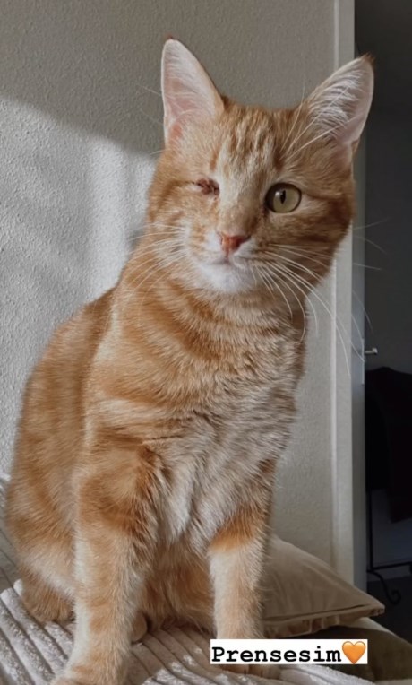 Kat Europese korthaar of huiskat