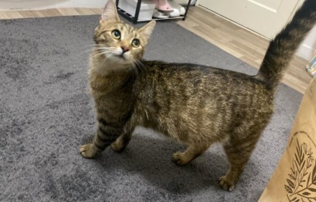 Kat Europese korthaar of huiskat