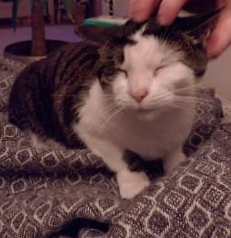 Kat Europese korthaar of huiskat