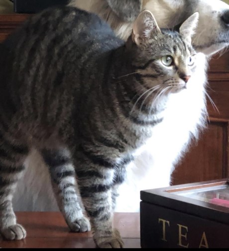 Kat Europese korthaar of huiskat