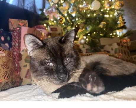 Kat Boskat/Siberisch