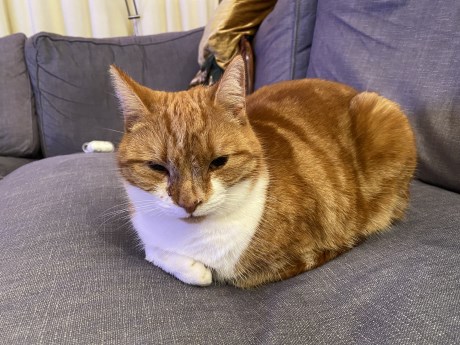 Kat Europese korthaar of huiskat