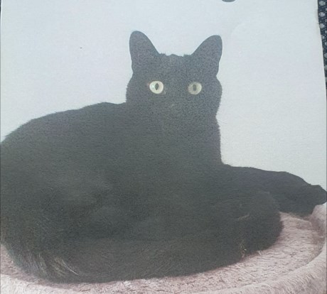 Kat Europese korthaar of huiskat