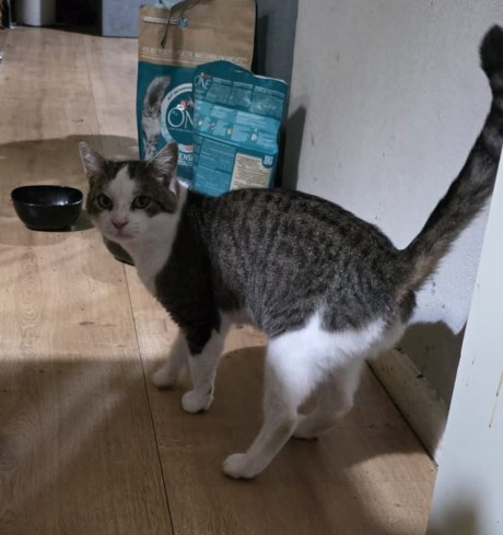 Kat Europese korthaar of huiskat