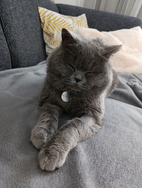 Kat Europese korthaar of huiskat