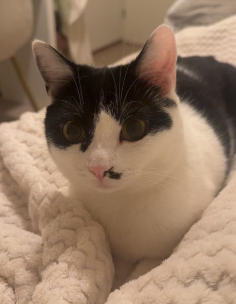 Kat Europese korthaar of huiskat