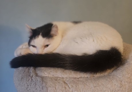 Kat Europese korthaar of huiskat