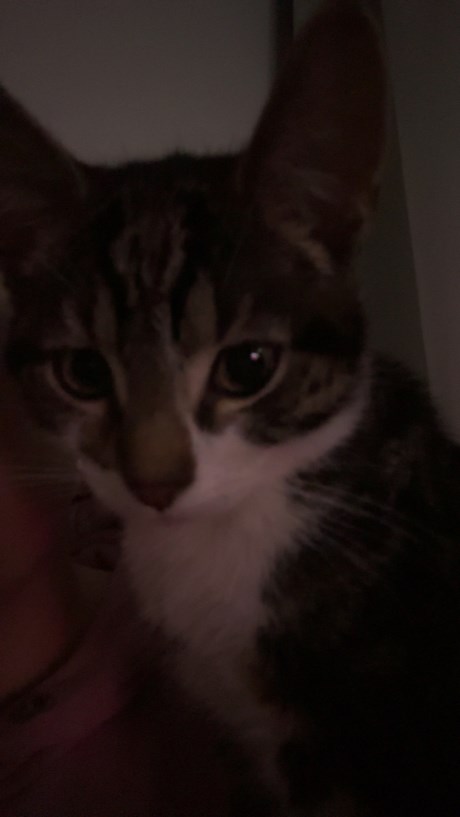 Kat Europese korthaar of huiskat