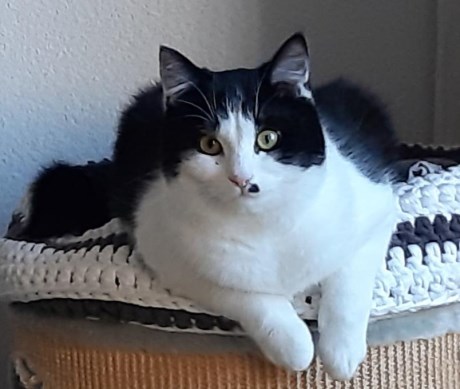 Kat Europese korthaar of huiskat