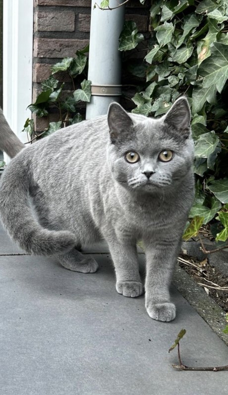 Kat Brits korthaar