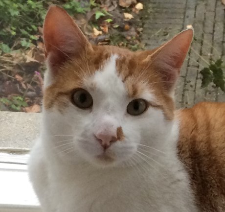 Kat Europese korthaar of huiskat