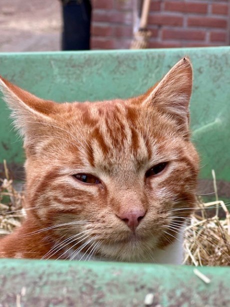 Kat Europese korthaar of huiskat