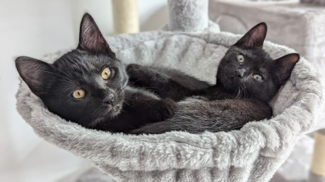 Kat Europese korthaar of huiskat