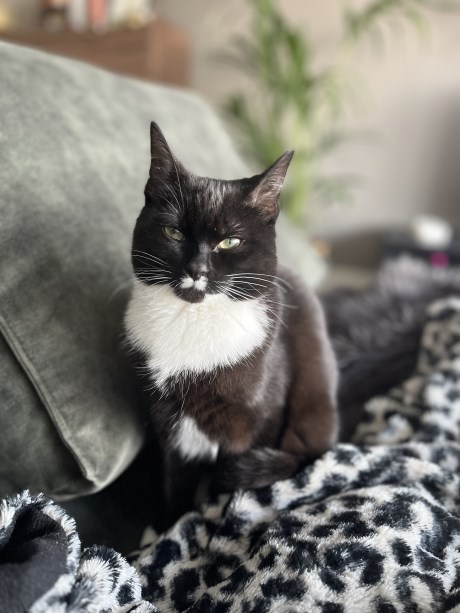 Kat Europese korthaar of huiskat