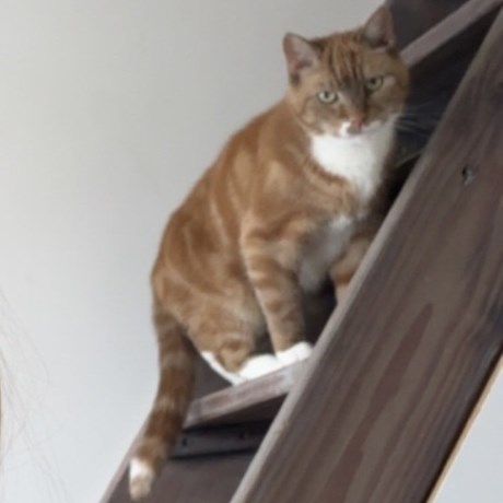 Kat Europese korthaar of huiskat