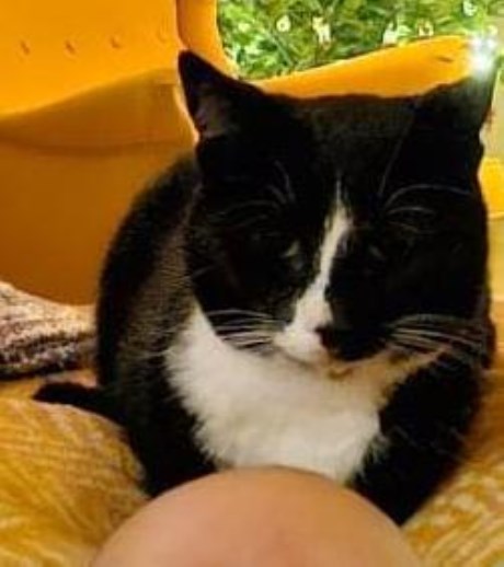 Kat Europese korthaar of huiskat