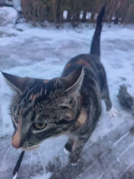 Kat Europese korthaar of huiskat