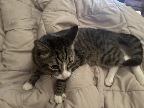 Kat Europese korthaar of huiskat