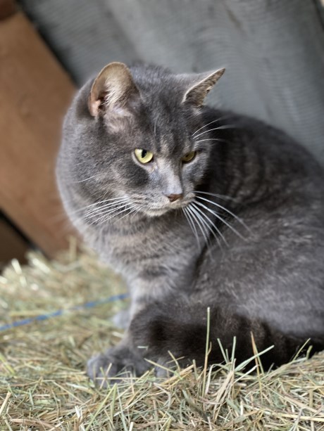 Kat Brits korthaar X