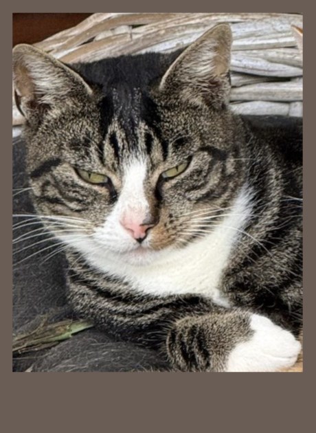 Kat Europese korthaar of huiskat