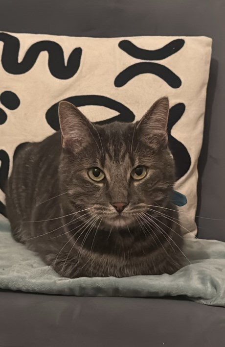 Kat Europese korthaar of huiskat