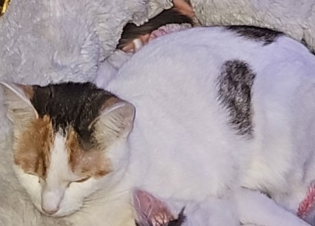 Kat Europese korthaar of huiskat