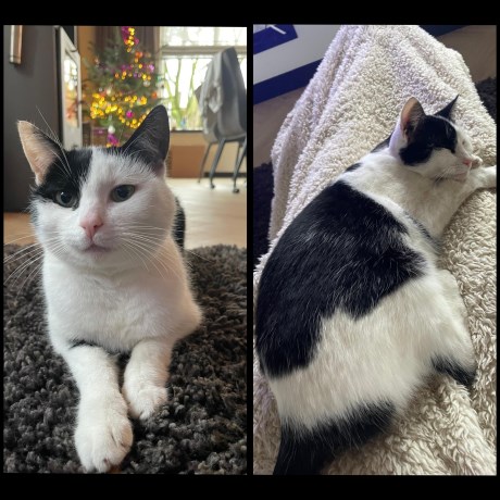 Kat Europese korthaar of huiskat