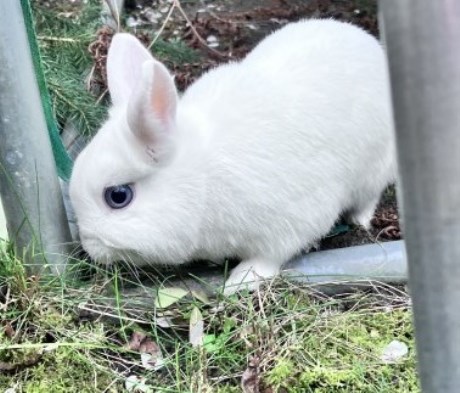 Knaagdier / Haasachtige Konijn