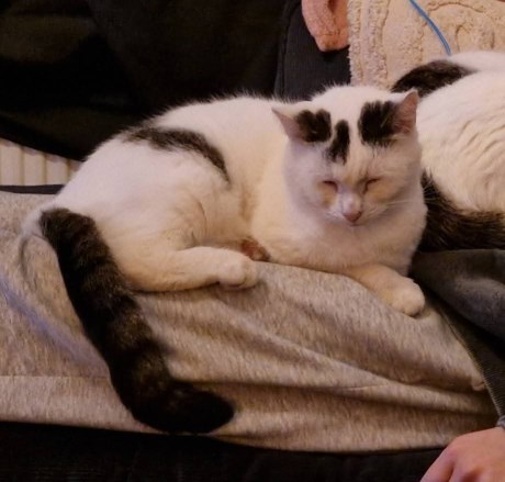 Kat Europese korthaar of huiskat