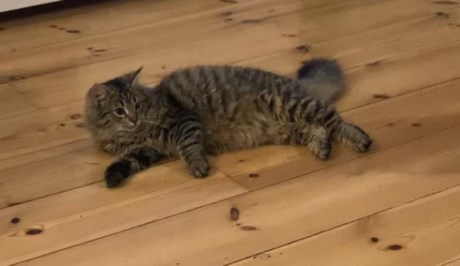 Kat Europese korthaar of huiskat