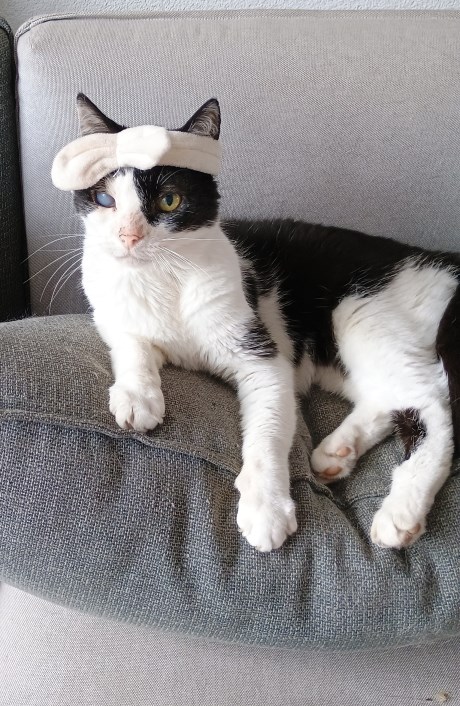 Kat Europese korthaar of huiskat