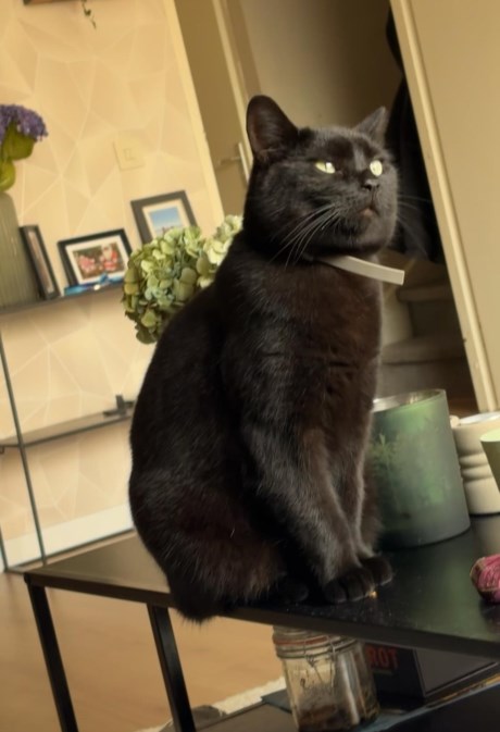 Kat Europese korthaar of huiskat