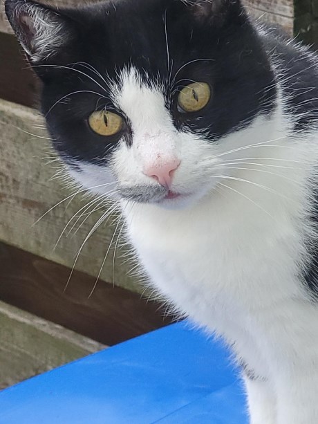 Kat Europese korthaar of huiskat