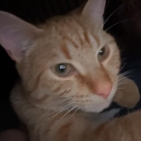 Kat Europese korthaar of huiskat