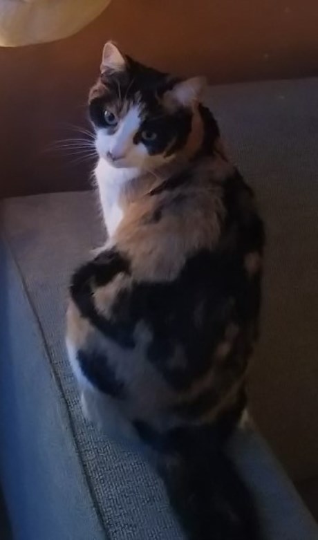 Kat Europese korthaar of huiskat