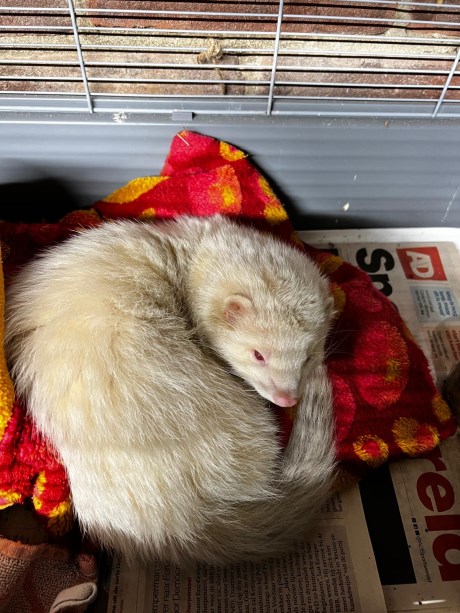 Kleine roofdieren Fret