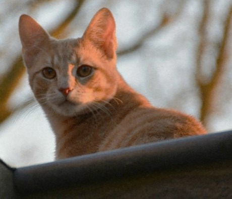 Kat Europese korthaar of huiskat