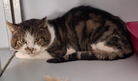 Kat Europese korthaar of huiskat