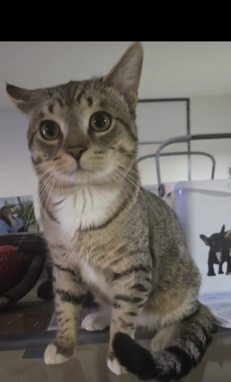 Kat Europese korthaar of huiskat