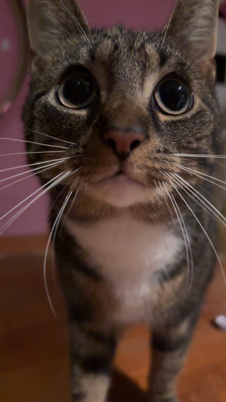 Kat Europese korthaar of huiskat